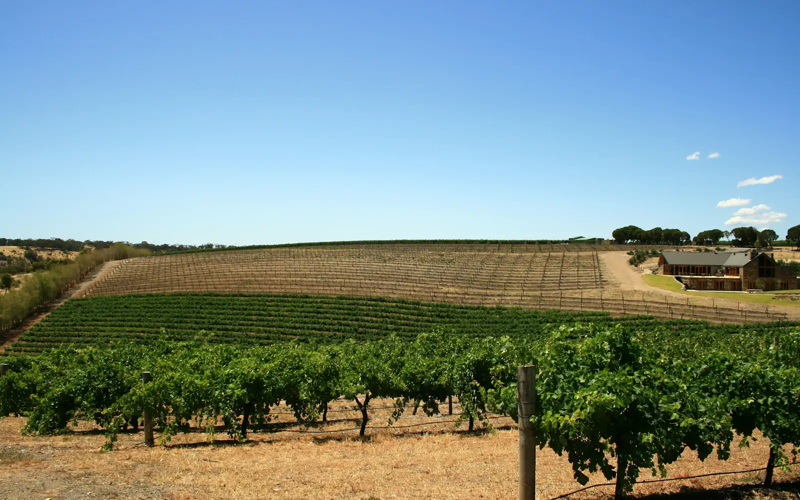 Vineyard country
