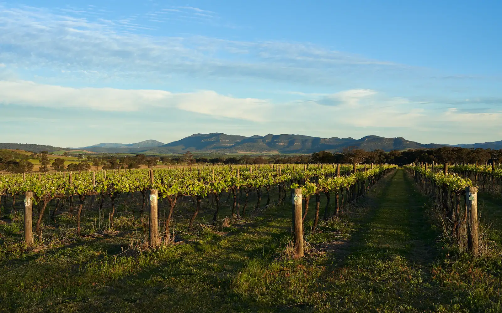 Vineyard country